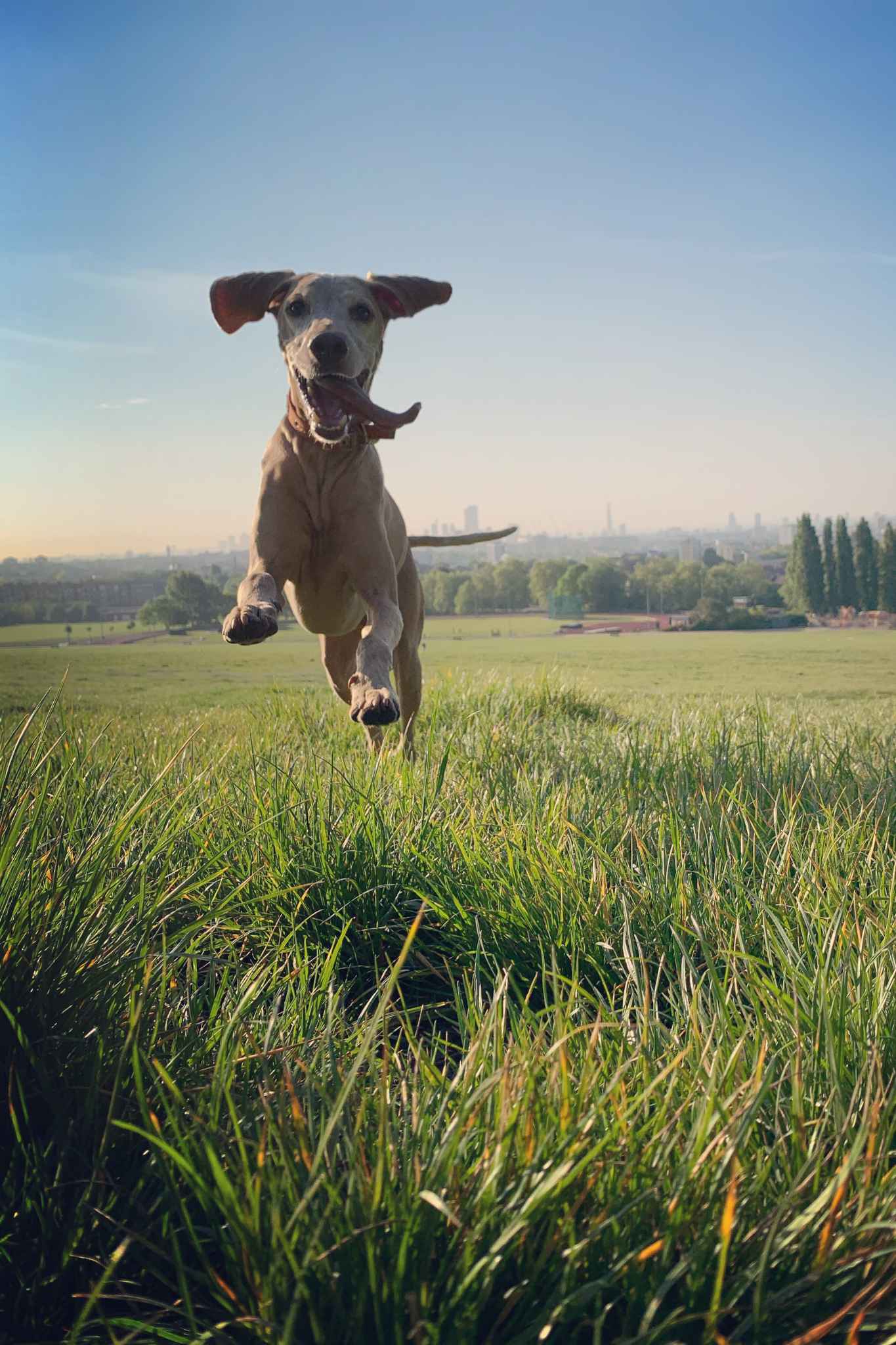 A running dog outside captured by fast shutter speed