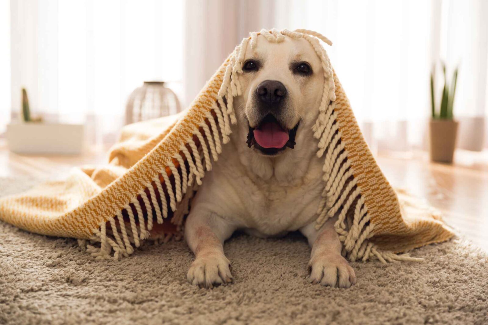 A dog poses at home comfortable under a blanket