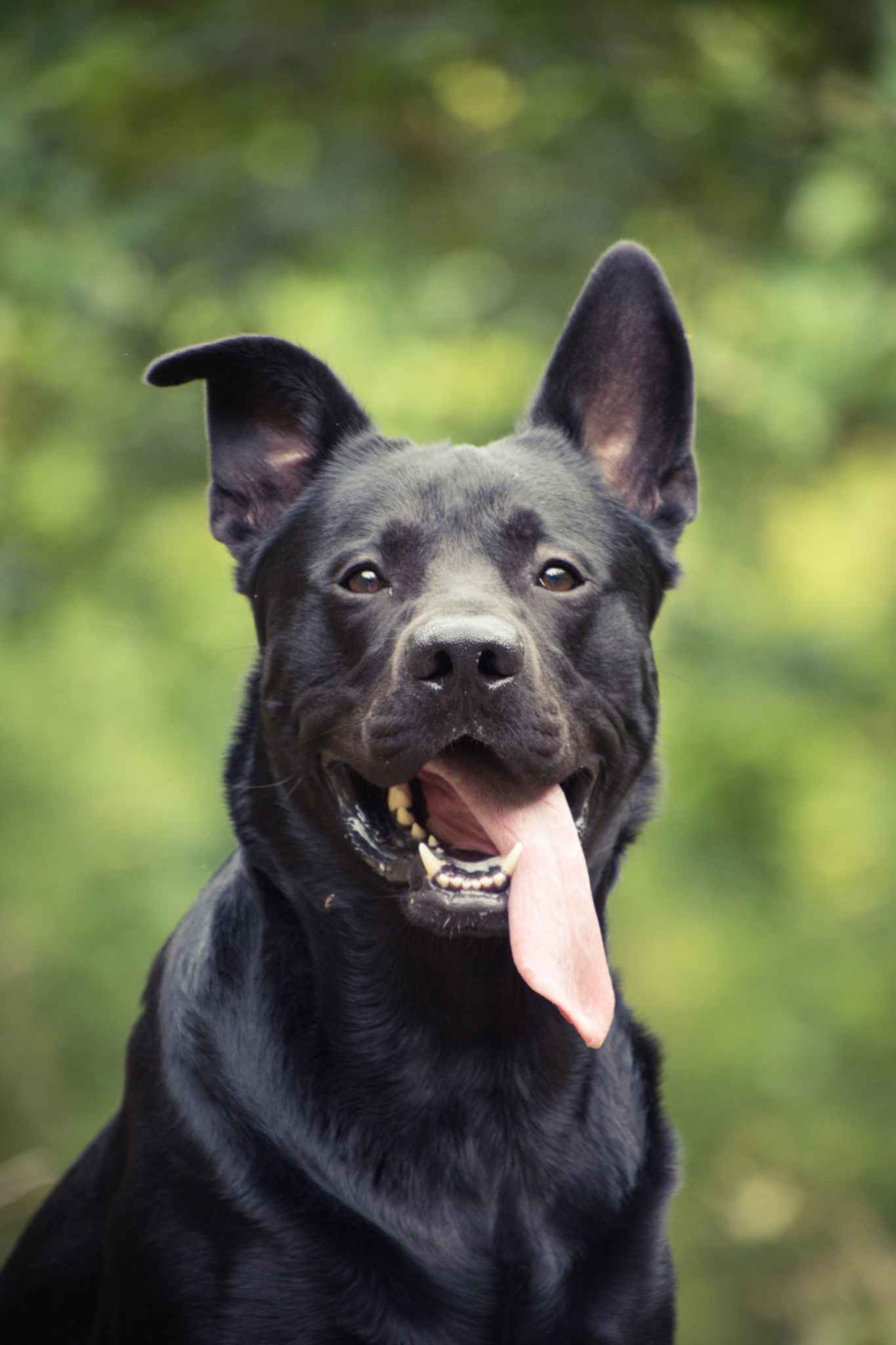 A black dog poses with its tongue out outside