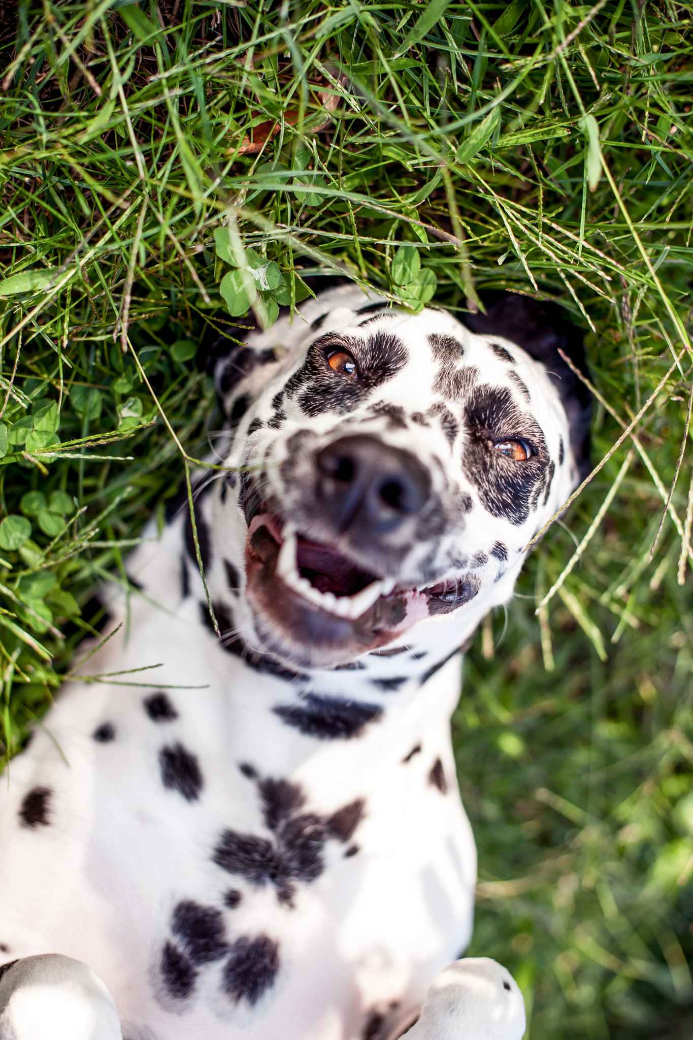 a Dalmatian dog portrait taken from above