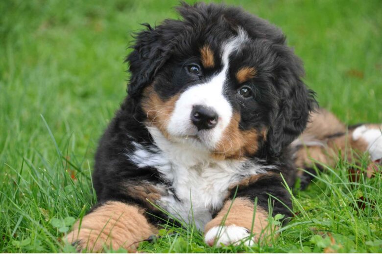 A bernese mountain dog puppy poses outside in natural light