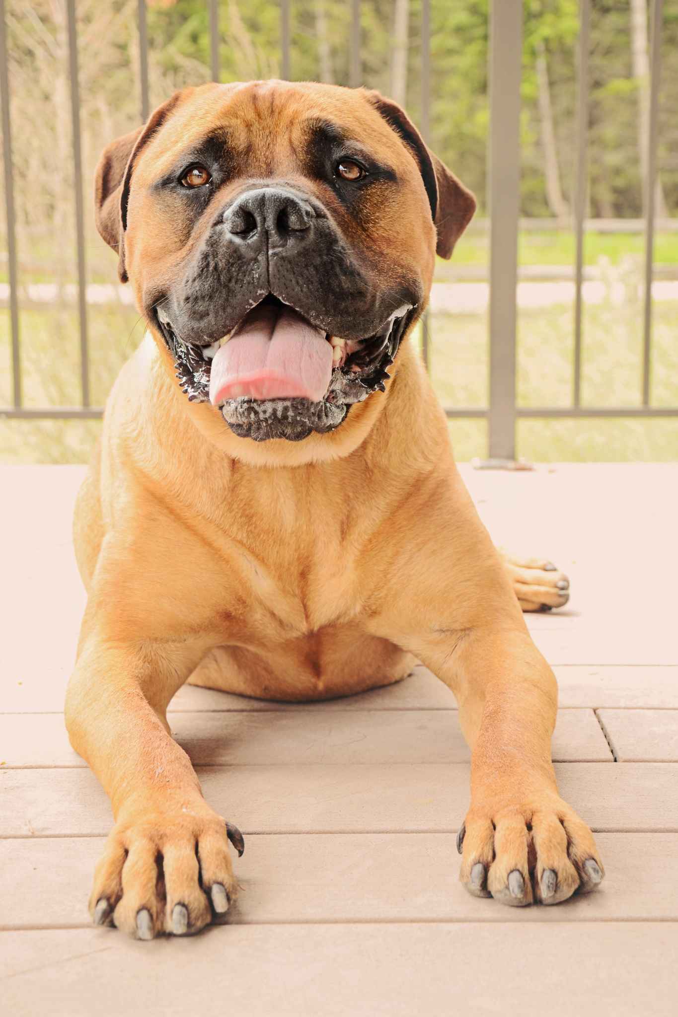 A photo of a dog lying down outside taken from the dog's level