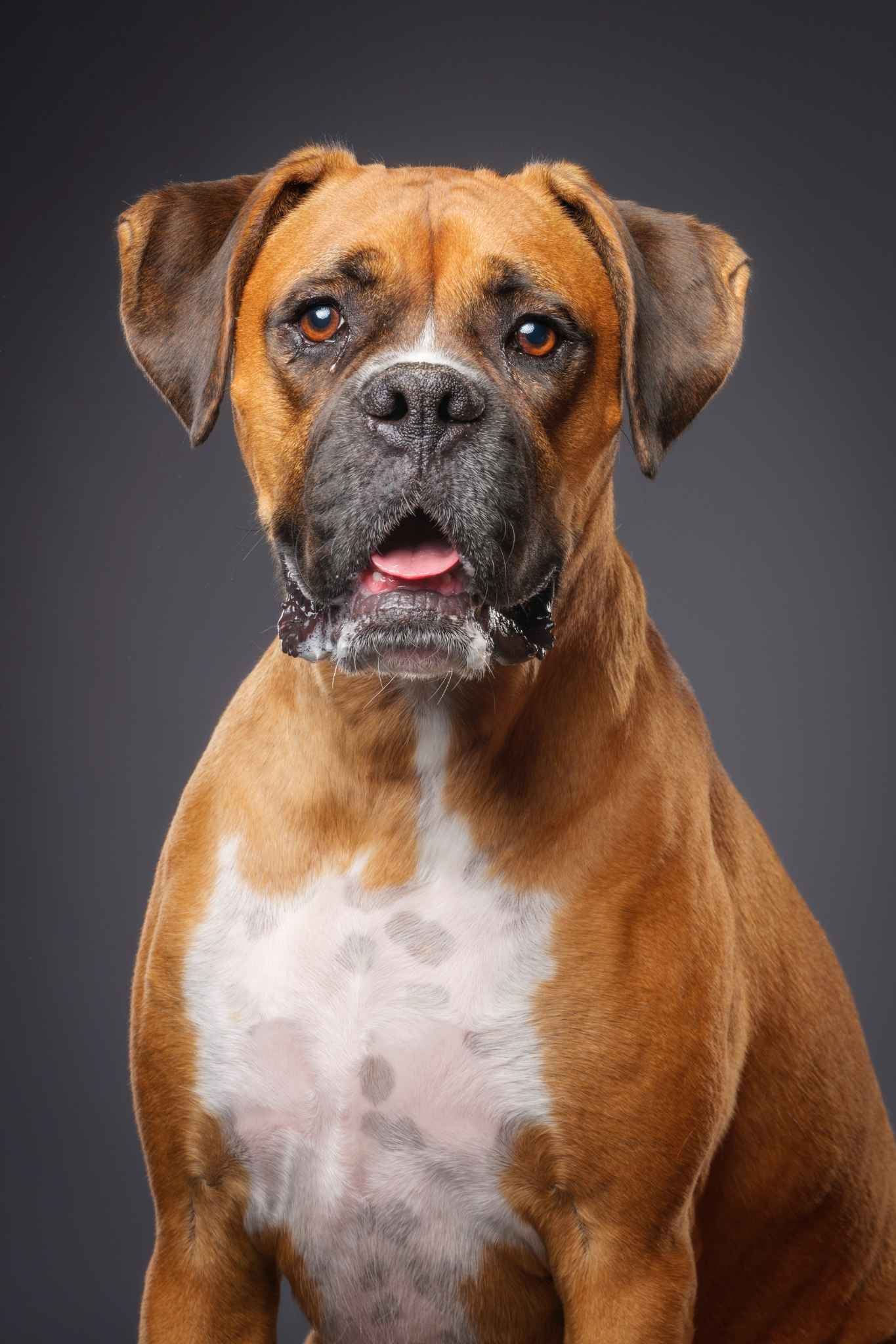 A boxer dog poses for a planned portrait